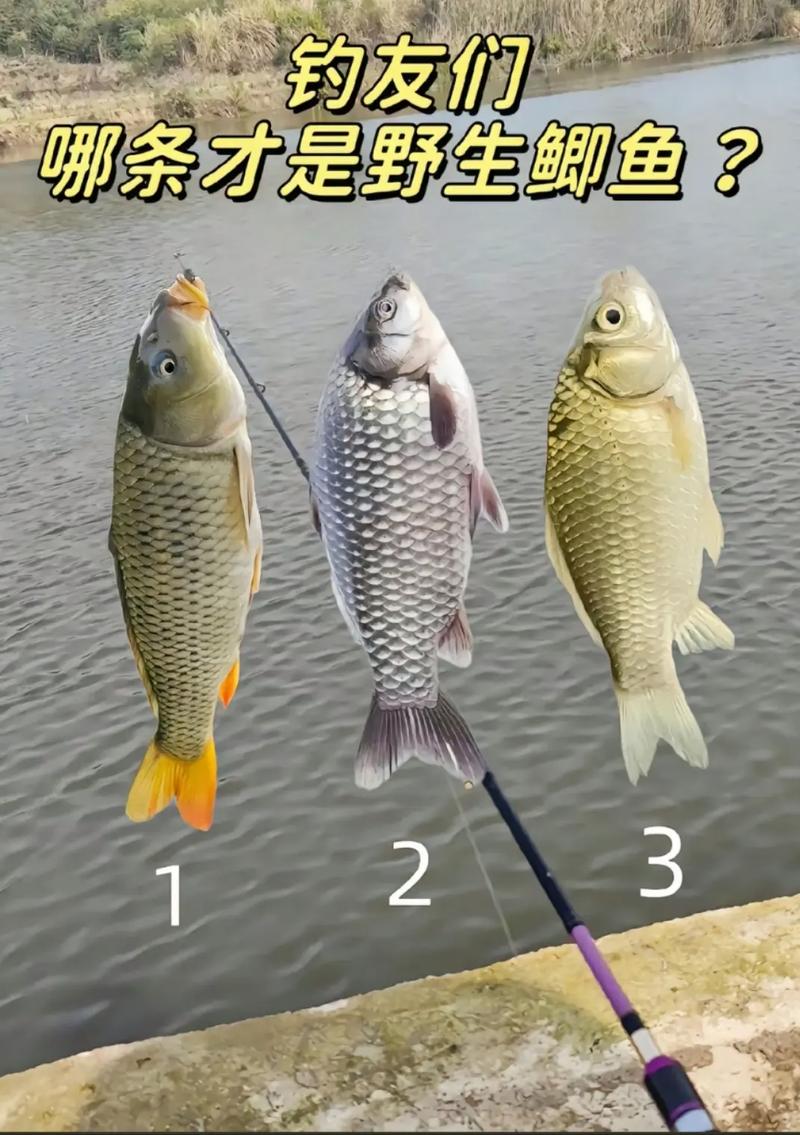 酒米做窩留魚久蚯蚓釣餌上魚爽蚯蚓餌料釣鯽魚_釣鯽魚蚯蚓餌技巧_秋冬季蚯蚓餌釣鯽魚方法