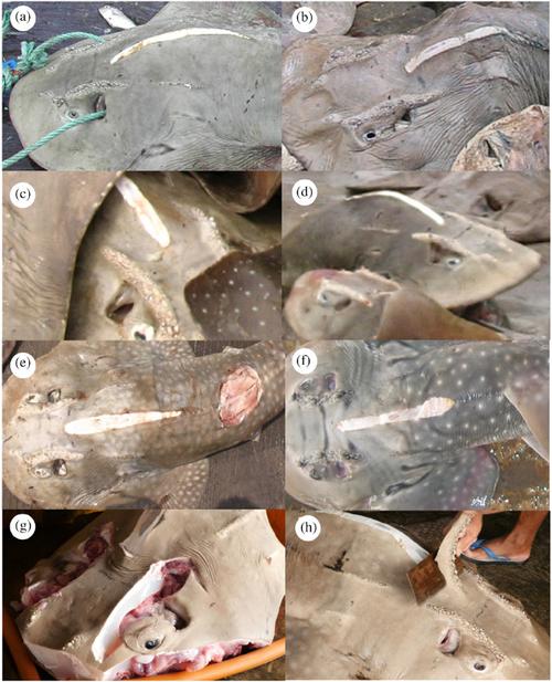 各魚類及生活環境_魚生活特點_魚的生活習性