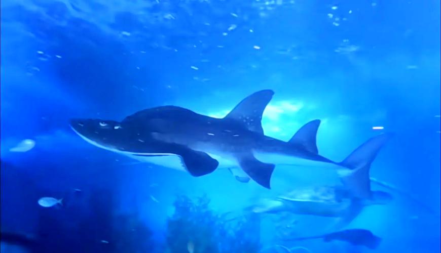 各魚類及生活環境_魚的生活習性_魚生活特點