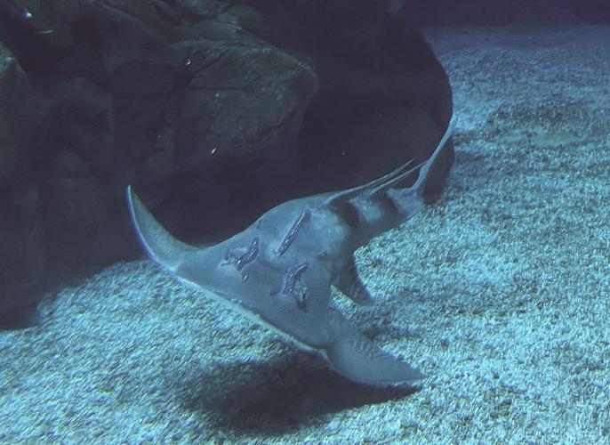 魚生活特點_魚的生活習性_各魚類及生活環境