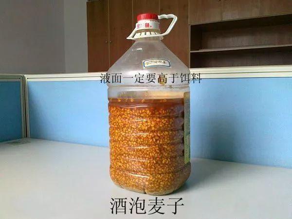 酒米制作方法_曲酒誘魚原理_酒泡玉米粒釣魚配方?玉米應該怎樣泡?