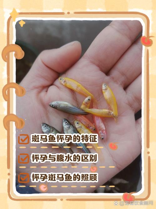 如何讓紅斑馬魚顏色鮮艷_紅斑馬魚褪色原因_紅斑馬魚是什么魚