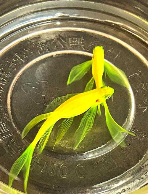 紅斑馬魚是什么魚_紅斑馬魚褪色原因_如何讓紅斑馬魚顏色鮮艷