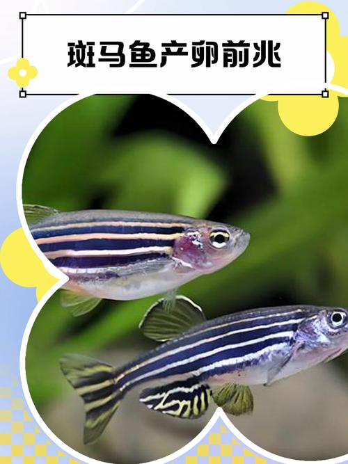 紅斑馬魚褪色原因_紅斑馬魚是什么魚_如何讓紅斑馬魚顏色鮮艷