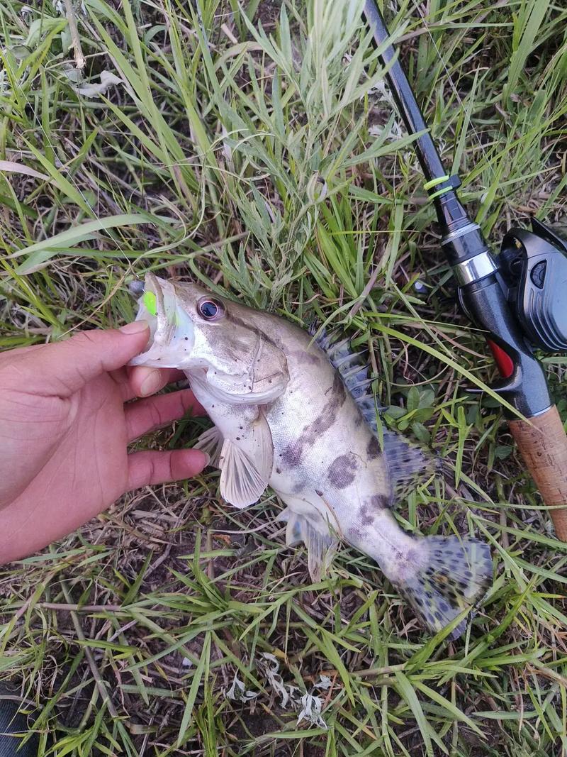野釣如何聚魚_特定釣點出魚規律_野釣魚道識別