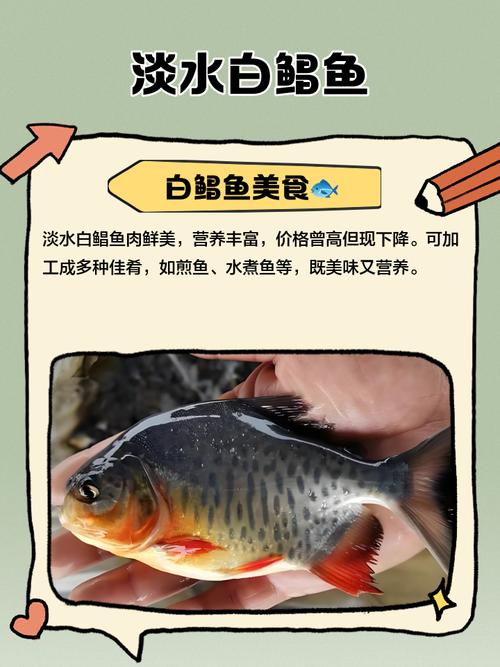 白鯧魚養殖技術_紅鯧魚是什么水層的魚_白鯧魚釣法技巧