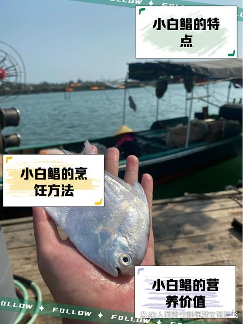 白鯧魚養殖技術_白鯧魚釣法技巧_紅鯧魚是什么水層的魚