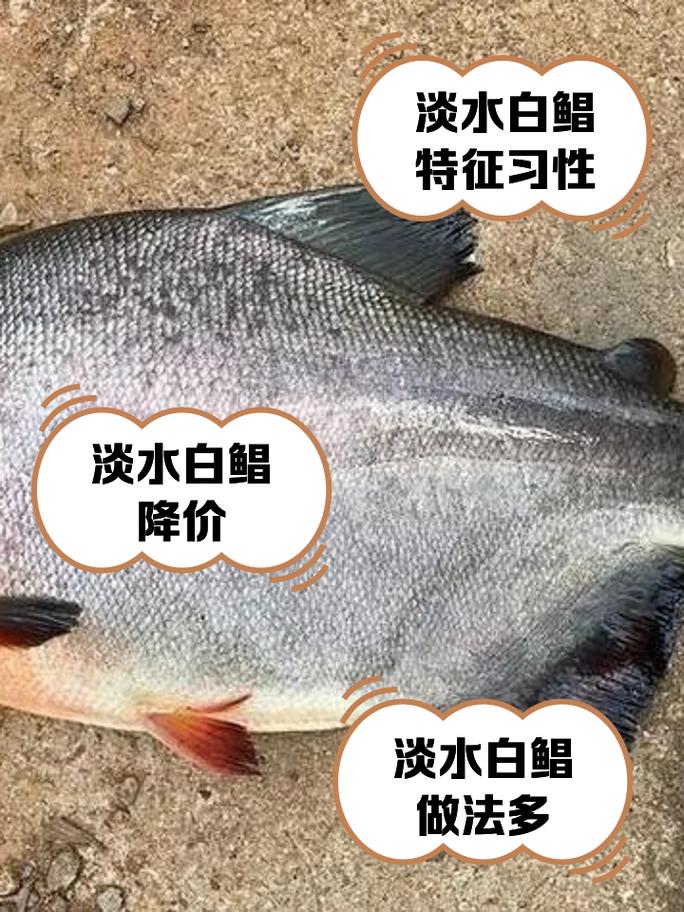 白鯧魚養殖技術_紅鯧魚是什么水層的魚_白鯧魚釣法技巧