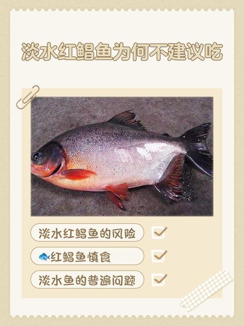 紅鯧魚釣具選擇_紅鯧魚能吃嗎_紅鯧魚生活習性