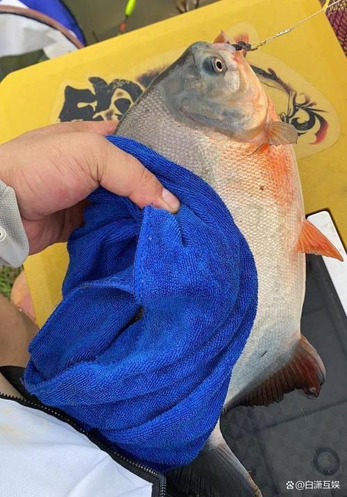 紅鯧魚釣具選擇_紅鯧魚能吃嗎_紅鯧魚生活習性