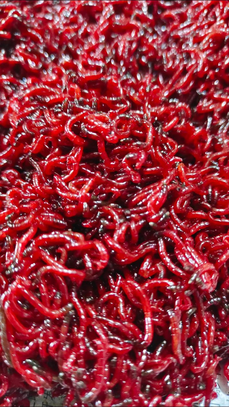 紅蟲養殖方法_紅蟲釣魚有什么危害_養紅蟲技巧