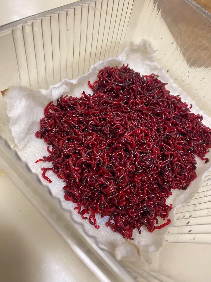 紅蟲釣魚有什么危害_養紅蟲技巧_紅蟲養殖方法