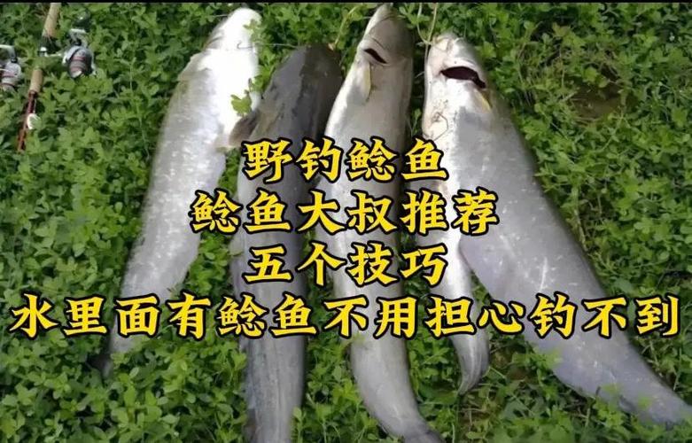 釣鯰魚用什么餌最好_釣鯰魚技巧_鯰魚最佳釣餌