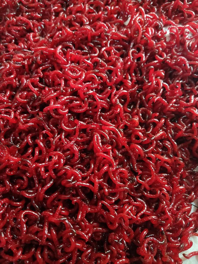 臭水溝紅蟲捕撈_紅蟲養殖_紅蟲釣魚有什么危害