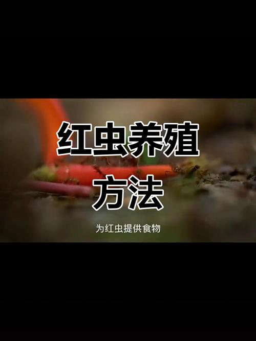 怎樣飼養紅蟲繁殖_紅蟲養殖及繁殖方法_繁殖養殖紅蟲方法視頻