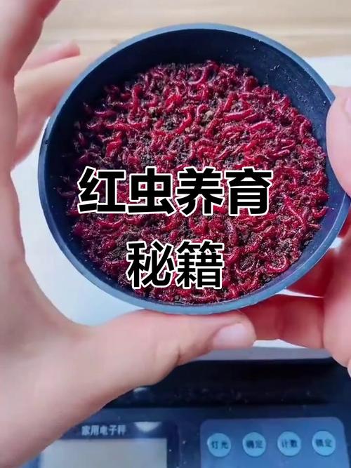 紅蟲養殖及繁殖方法_繁殖養殖紅蟲方法視頻_怎樣飼養紅蟲繁殖