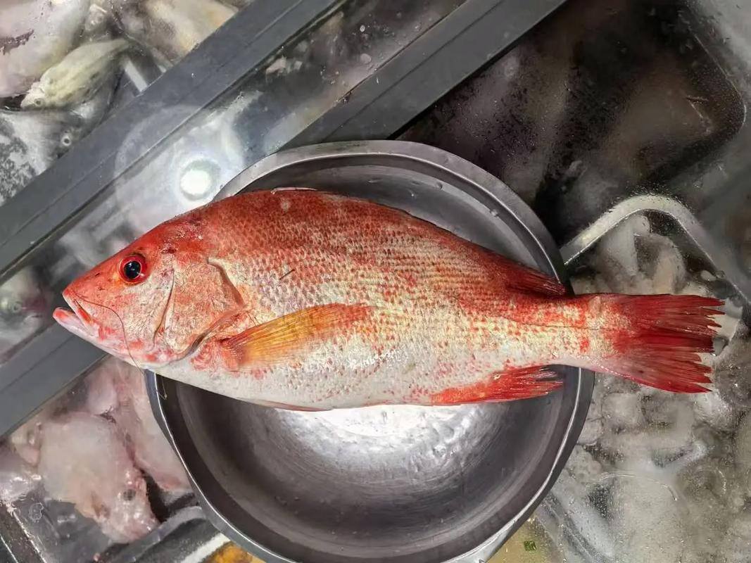 紅鯛魚學名真鯛_紅鯛魚是什么魚_紅鯛魚別稱紅加吉