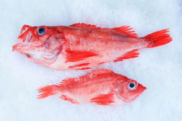 紅鯛魚學名真鯛_紅鯛魚別稱紅加吉_紅鯛魚是什么魚
