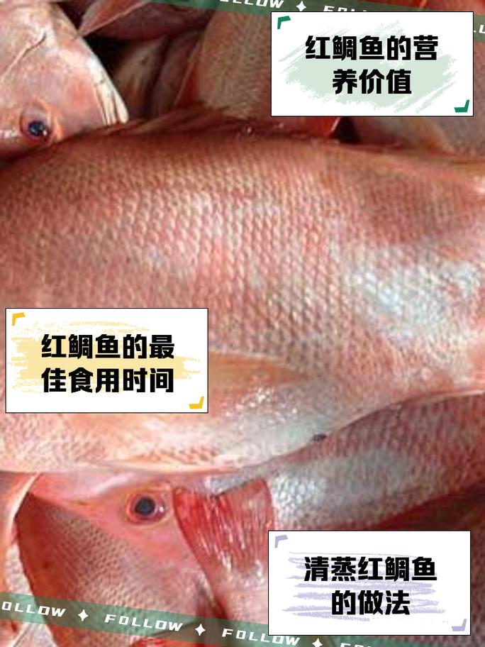 紅鯛魚學名真鯛_紅鯛魚是什么魚_紅鯛魚別稱紅加吉