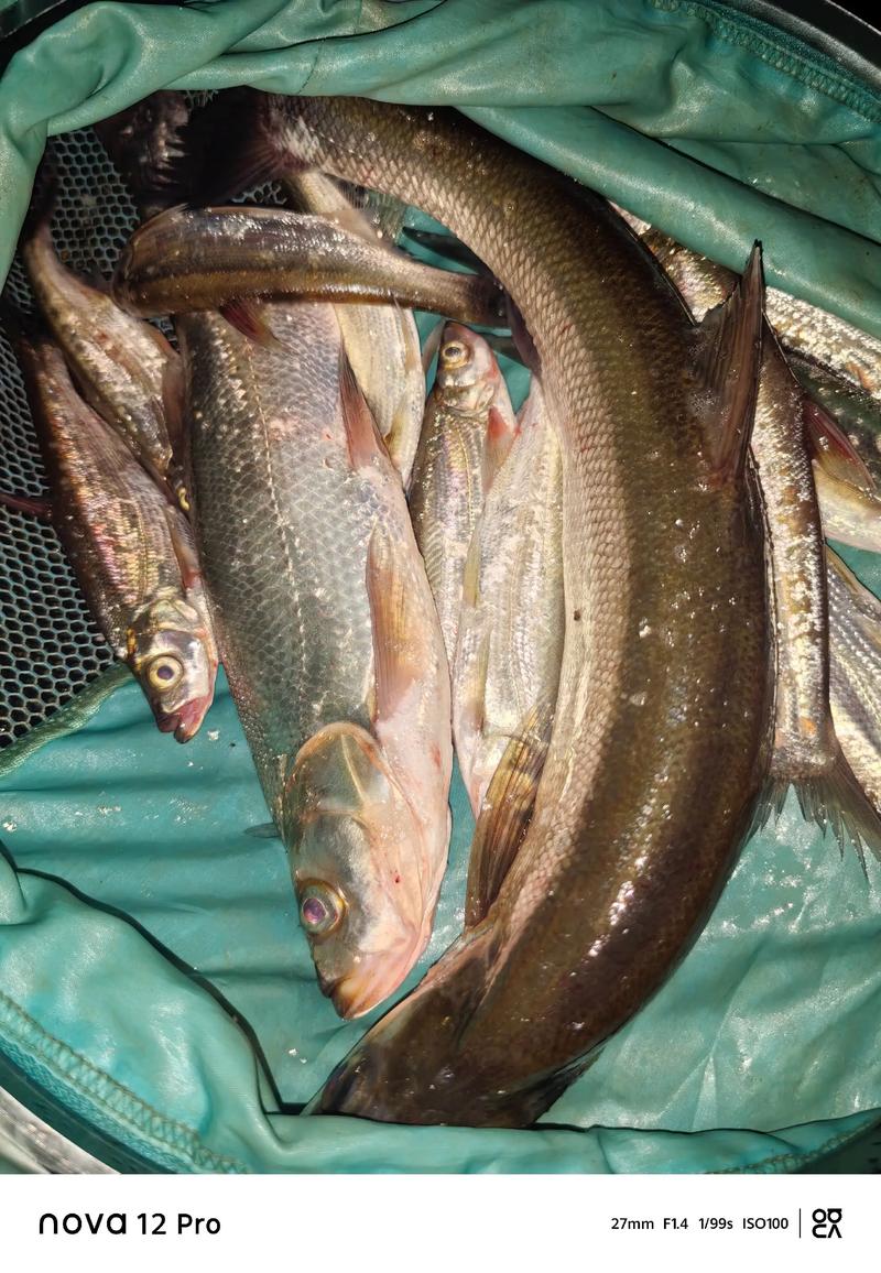 黃尾魚垂釣技巧_淺談垂釣黃尾鲴個人見解非喜勿噴_黃尾魚生長特性