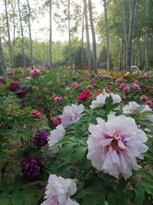 順義減河公園_順義區潮白河公園_順義區公園景觀