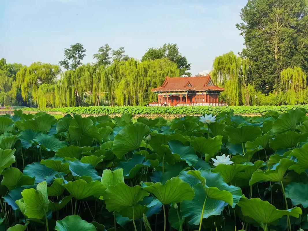 順義區公園景觀_順義減河公園_順義區潮白河公園