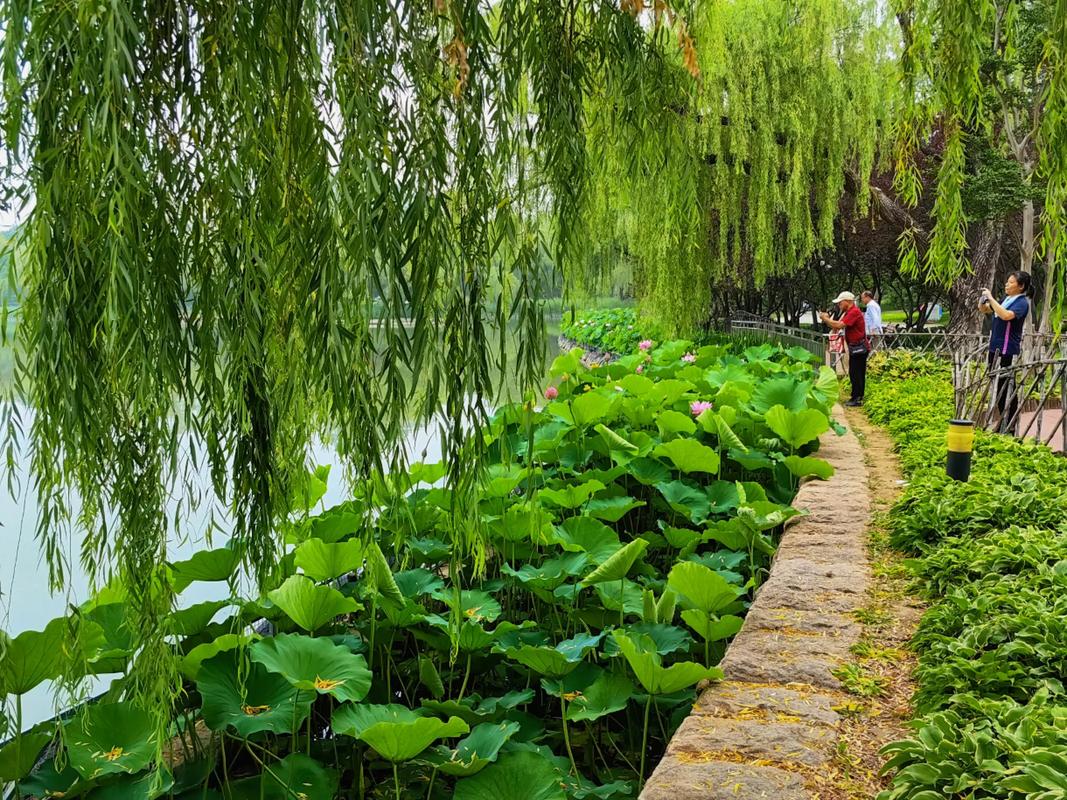 順義減河公園_順義區公園景觀_順義區潮白河公園