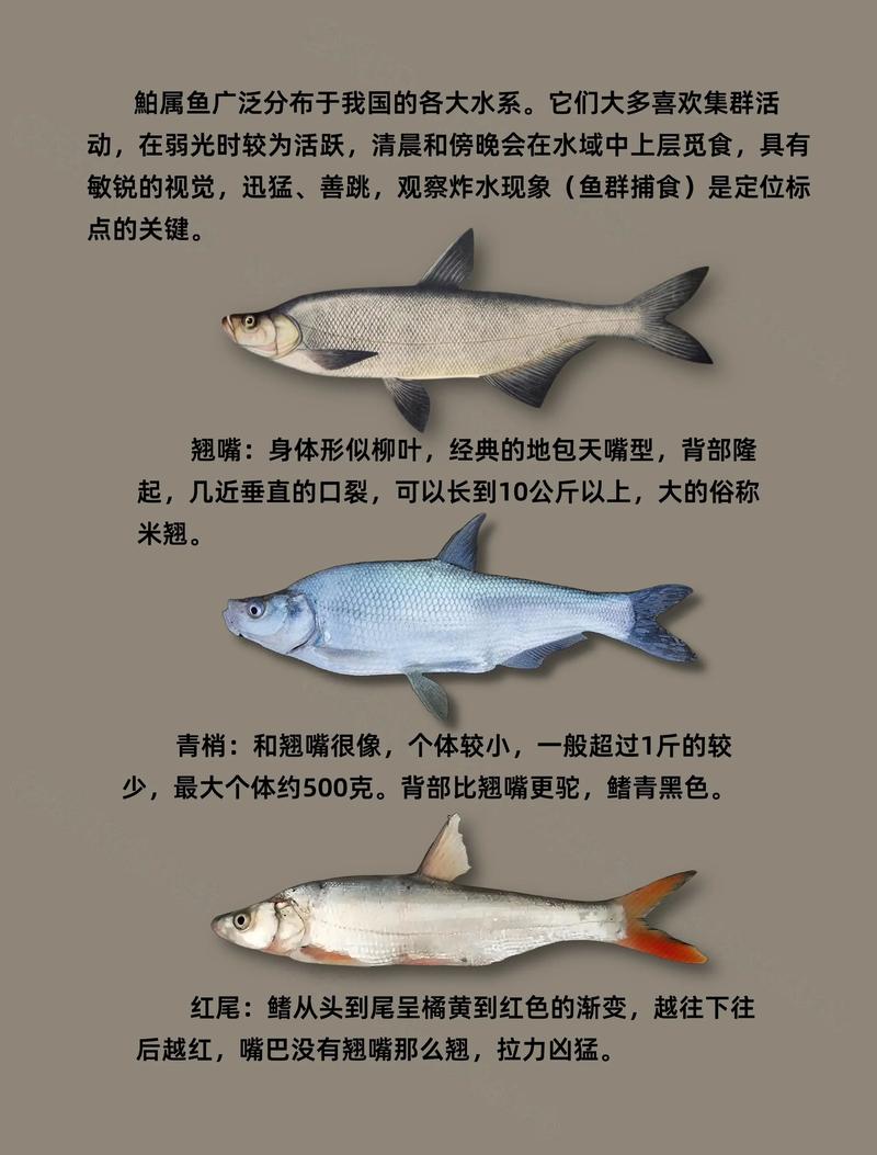 翹嘴魚是什么魚_翹嘴魚的別名_翹嘴鲌_翹嘴鲌魚的生活習性
