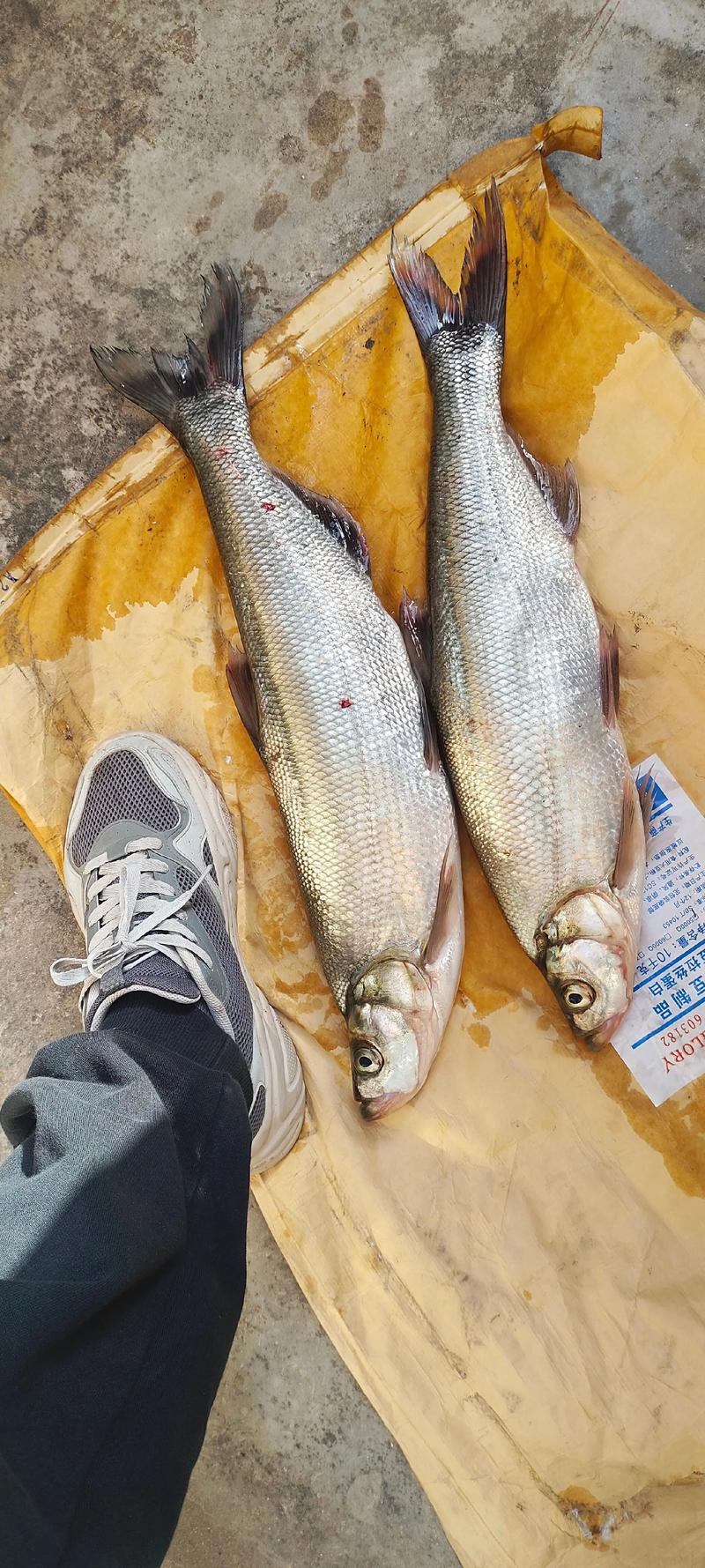 翹嘴鲌_翹嘴鲌魚的生活習性_翹嘴魚是什么魚_翹嘴魚的別名
