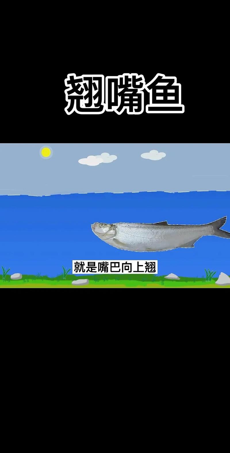 翹嘴魚的別名_翹嘴魚是什么魚_翹嘴鲌_翹嘴鲌魚的生活習性