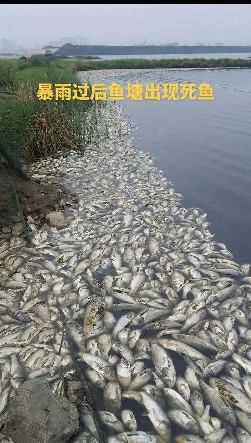 黃酒廠起火 黃酒流入湖中魚群醉倒_鑒湖火災黃酒泄漏影響魚類_魚類被黃酒灌醉事件