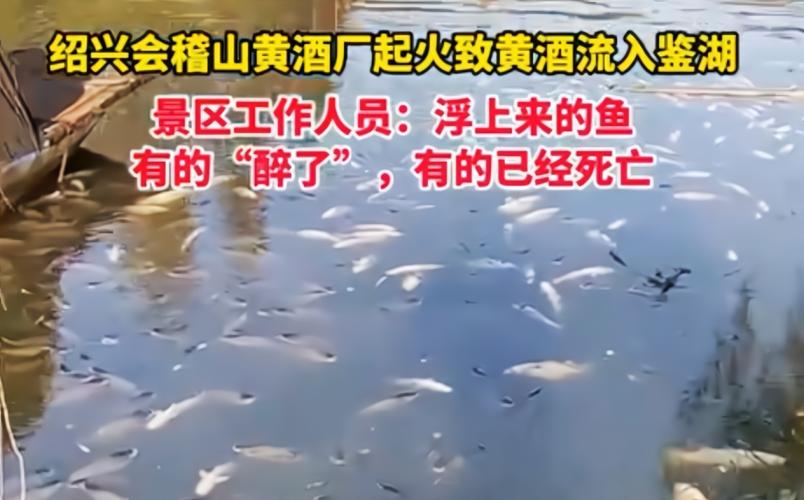 黃酒廠起火 黃酒流入湖中魚群醉倒_魚類被黃酒灌醉事件_鑒湖火災黃酒泄漏影響魚類