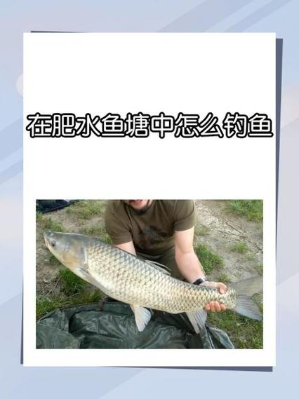 肥水魚塘釣魚技巧分析_肥水釣魚技巧_黑坑肥水釣法