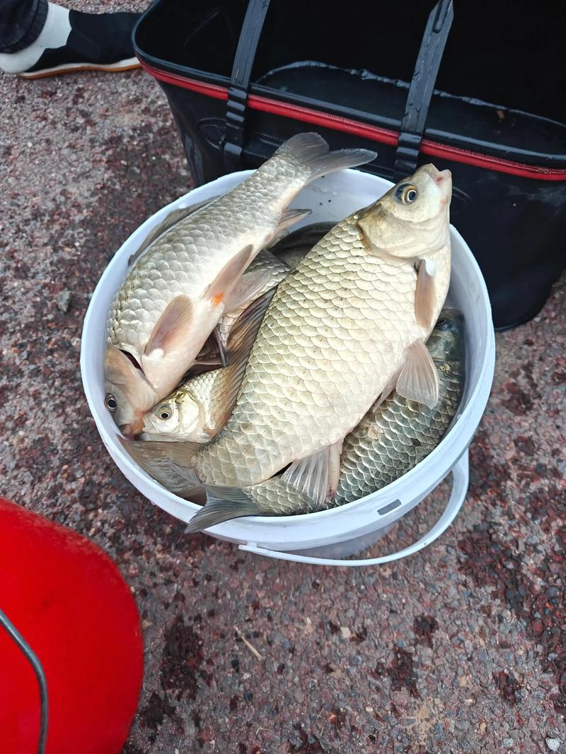 野釣鯽魚打窩技巧_自制酒米菜籽餅餌料配方_春季釣鯽魚窩料餌料配方
