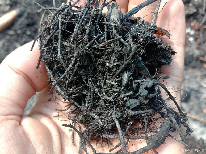 昆布絲是什么_昆布絲_昆布絲是什么_細絲昆布