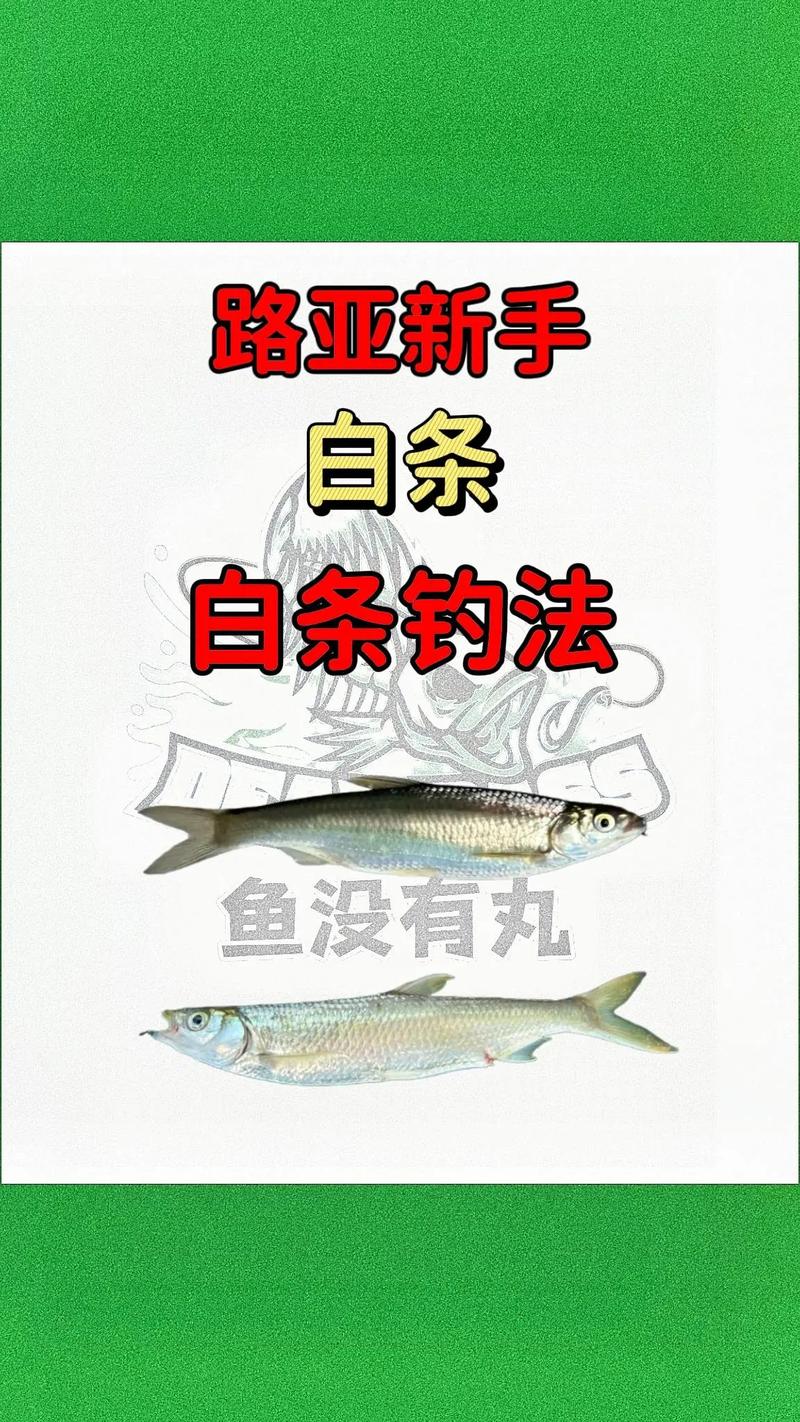 快速高效釣白條魚的要領必看_面粉釣白條配方_野釣白條怎么釣
