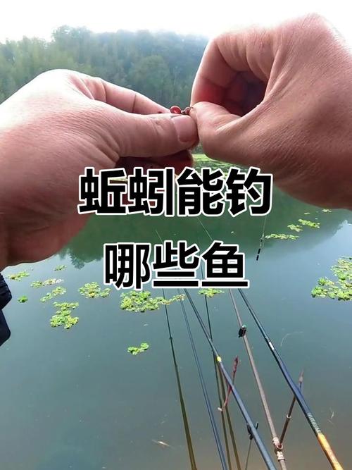 蚯蚓釣餌水情魚情分析_釣鯽魚蚯蚓用法_野釣蚯蚓怎么調漂圖解