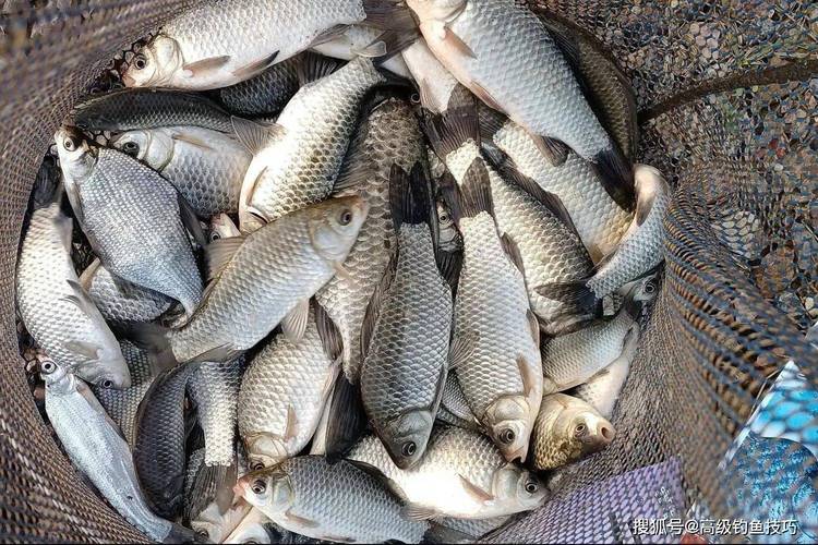 長江里拋竿釣魚技巧_拋竿步驟與要點_拋竿技巧詳解