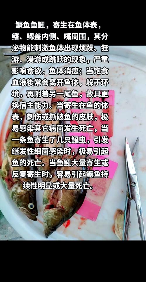魚類寄生蟲種類_十大魚類寄生蟲介紹_魚舌寄生蟲