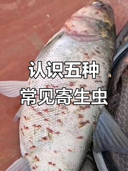 魚舌寄生蟲_十大魚類寄生蟲介紹_魚類寄生蟲種類