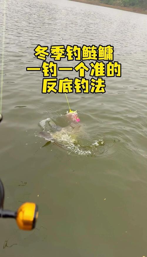 夏季釣鰱鳙技巧_請教鰱鳙魚釣法_釣浮鰱鳙天氣選擇
