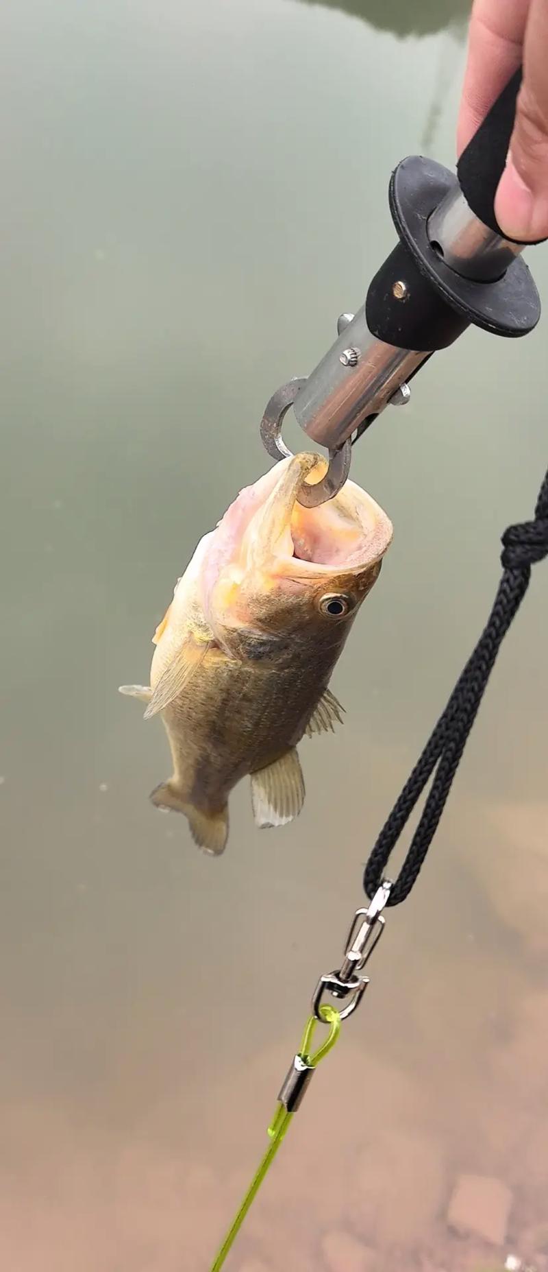 珠海大橋釣鱸魚怎么好釣_釣鱸魚釣點選擇_釣鱸魚最佳時間