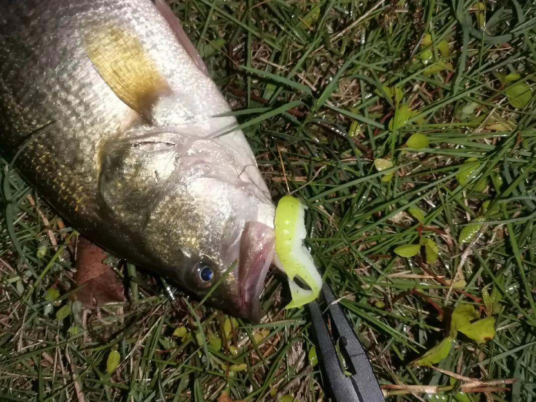 釣鱸魚釣點選擇_珠海大橋釣鱸魚怎么好釣_釣鱸魚最佳時間