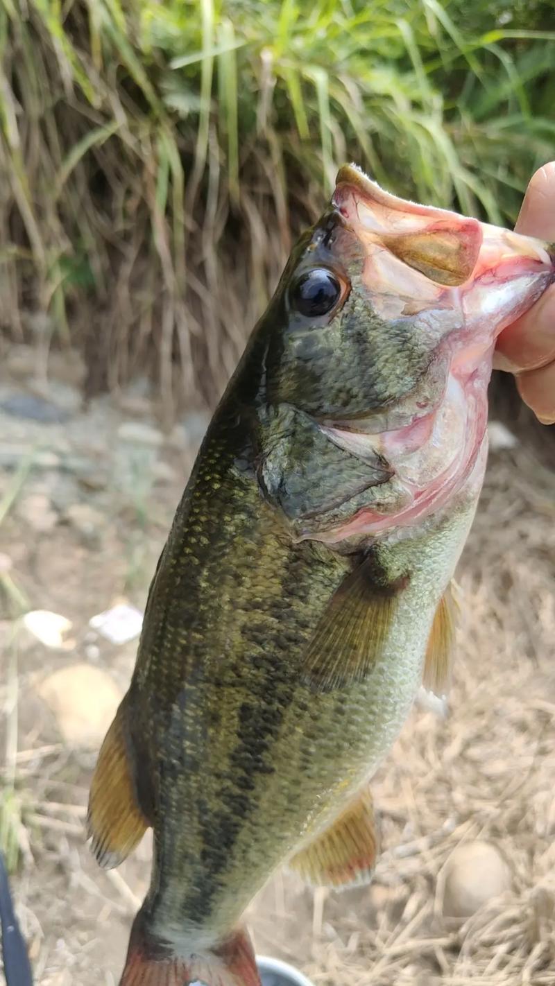 釣鱸魚最佳時間_珠海大橋釣鱸魚怎么好釣_釣鱸魚釣點選擇