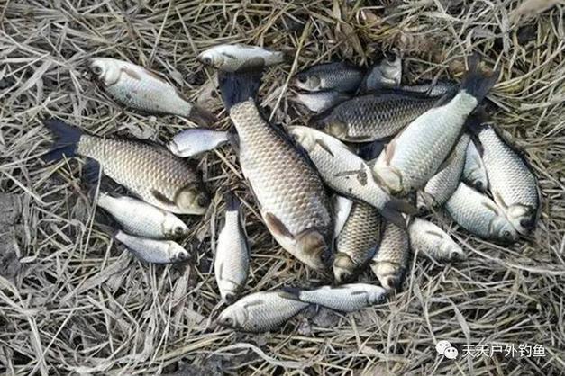 冬季野釣大鯽魚_匡湖小河溝釣魚攻略_釣鯽魚野溝相關圖片