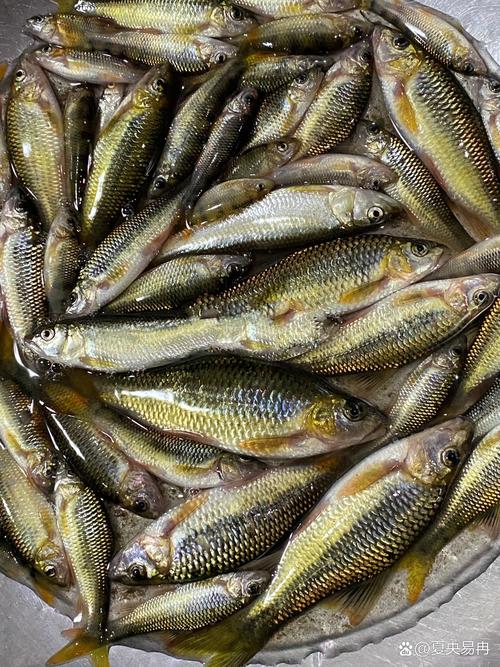 藍鯽餌料配方_藍鯽釣溪石斑的最佳配方?_野戰藍鯽搭配技巧