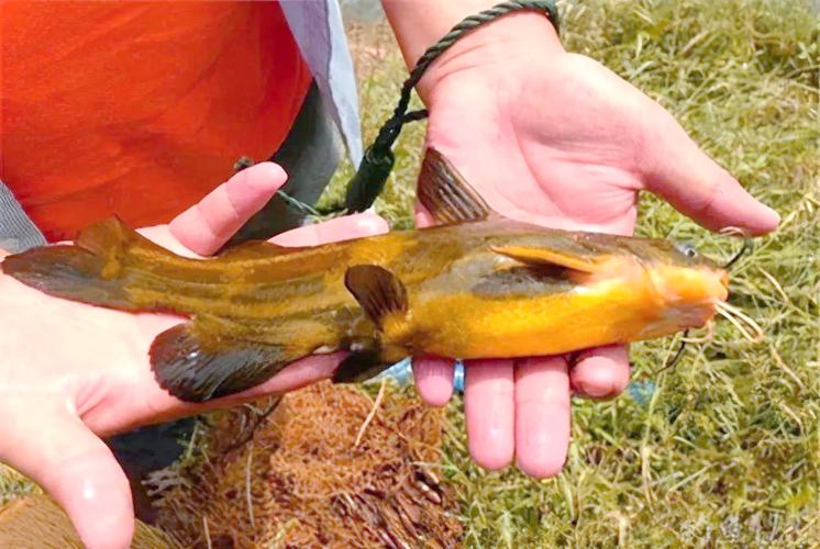 雞肝釣魚效果_雞肝釣魚_生雞肝釣魚技巧