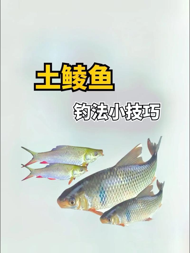 釣鯪魚技巧_秋冬釣土鯪魚最佳餌料配方?_鯪魚釣組配置
