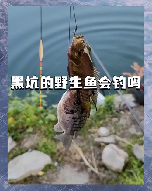 資深老釣客親測有效的10大保魚攻略_黑坑釣魚防偷驢技巧_資深釣友分享黑坑釣魚全攻略(上)必看