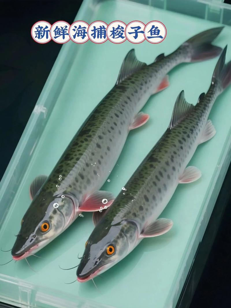 梭魚營養價值_梭魚食用功效_梭子魚的資料